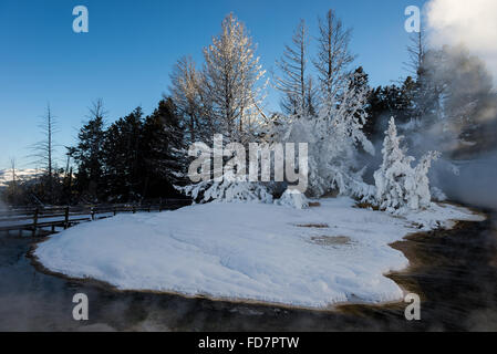Trees covered in snow on the Terrace of Mammoth Hot Springs. Yellowstone National Park, Wyoming, USA. Stock Photo