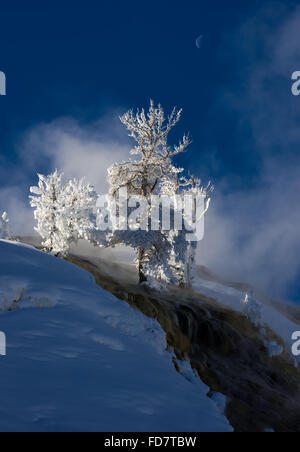 Trees covered in snow on the travertine terrace at Mammoth Hot Springs. Yellowstone National Park, Wyoming, USA. Stock Photo