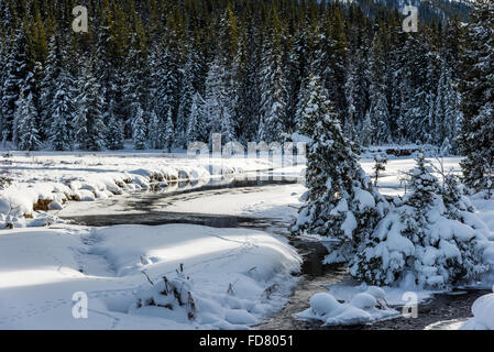 Pine trees covered in snow near a small creek. Yellowstone National Park, Wyoming, USA. Stock Photo