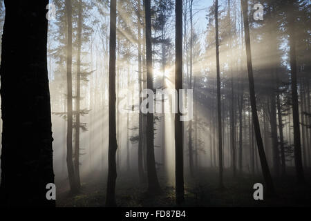 Sun rays shining through the trees of the forest Stock Photo