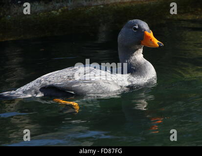 Swimming South American Fuegian Steamer Duck a.k.a. Magellanic Flightless Steamer Duck (Tachyeres pteneres) Stock Photo