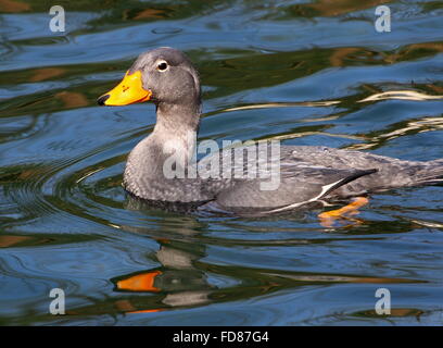 Swimming South American Fuegian Steamer Duck a.k.a. Magellanic Flightless Steamer Duck (Tachyeres pteneres) Stock Photo