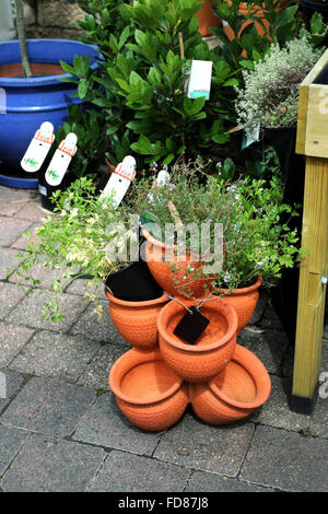 Growing herbs in Terracotta pots for sale at garden nursery Stock Photo