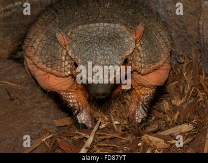 South American big hairy armadillo (Chaetophractus villosus) facing the camera