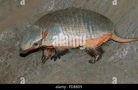 Closeup of a South American big hairy armadillo (Chaetophractus villosus) seen in profile