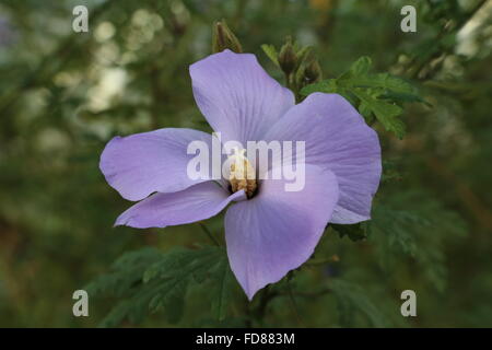 Alyogyne huegelii, commonly known as Lilac Hibiscus Stock Photo