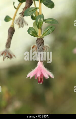 Barnadesia caryophylla , a spiny shrub from South America in the Asteracea familly Stock Photo