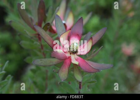 Leucadendron Safari sunset. a hybrid species of Protea from the finbos of the Western Cape South Africa Stock Photo