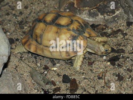 Egyptian Tortoise or Kleinmann's Tortoise - Testudo kleinmanni Stock ...