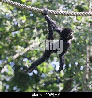 Juvenile Colombian Black-headed spider monkey (Ateles fusciceps Robustus) using prehensile tail, hanging from a rope at a zoo Stock Photo