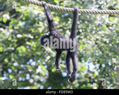 Juvenile Colombian Black-headed spider monkey (Ateles fusciceps Robustus) using prehensile tail, hanging from a rope at a zoo Stock Photo