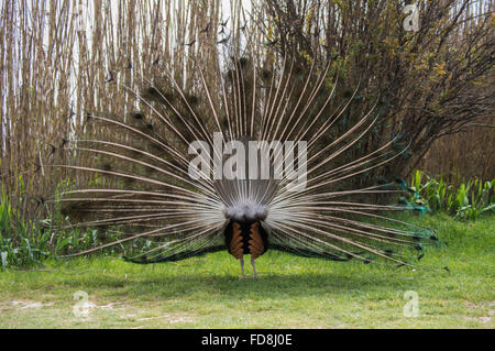 The less seen side of a male peacock mating ritual. Stock Photo