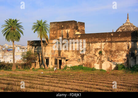 Vegetable garden in Pushkar, Rajasthan, India Stock Photo