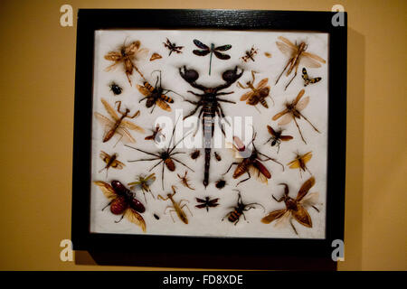 Insect collection in frame Stock Photo