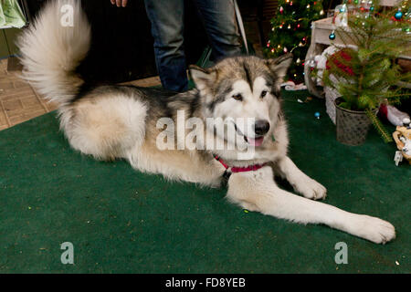 Alaskan Malamute (Canis lupus familiaris) and owner - USA Stock Photo