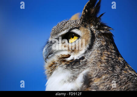 Great Horned Owl Profile Stock Photo