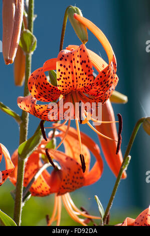 Tiger Lilies with stamens photographed at the Olympia Farmers Market gardens in Olympia, WA. Stock Photo