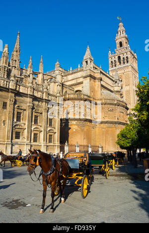 Horse drawn carriages, in front of the Cathedral, Sevilla, Andalucia, Spain Stock Photo