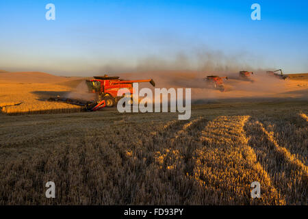 Multiple combines harvesting wheat in the late afternoon in the Palouse region of Washington Stock Photo