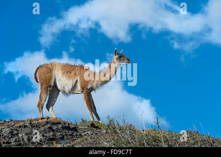 Guanaco (Lama guanicoe) on a ridge, Torres del Paine National Park, Chilean Patagonia, Chile Stock Photo