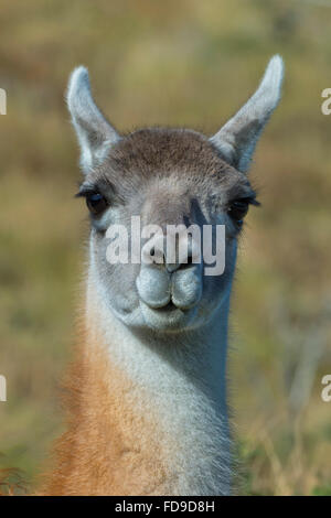 Head of a Guanaco (Lama guanicoe), Torres del Paine National Park, Chilean Patagonia, Chile Stock Photo