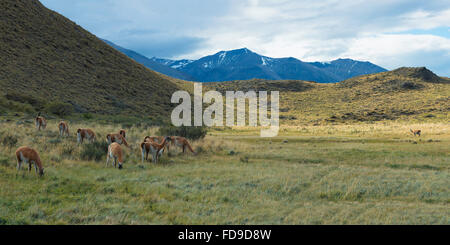 Group of Guanacos (Lama guanicoe) in the steppe, Torres del Paine National Park, Chilean Patagonia, Chile Stock Photo