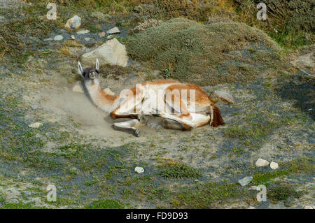 Guanaco (Lama guanicoe) rolling in the dust, Torres del Paine National Park, Chilean Patagonia, Chile Stock Photo
