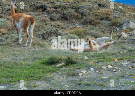 Guanaco (Lama guanicoe) rolling in the dust, Torres del Paine National Park, Chilean Patagonia, Chile Stock Photo