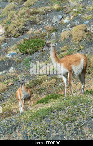 Adult Guanaco (Lama guanicoe) with its young, Torres del Paine National Park, Chilean Patagonia, Chile Stock Photo