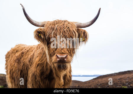 Highland cow Stock Photo