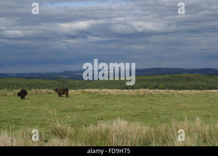 grazing cattle on the open Welsh country side Stock Photo