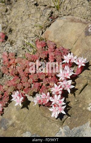 English stonecrop (Sedum anglicum) clump flowering on exposed rock on a clifftop, Widemouth Bay, Cornwall, UK, June. Stock Photo