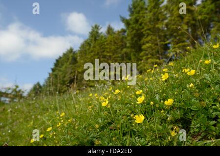 Tormentil (Potentilla erecta) flower carpet, Davidstow Woods, Cornwall, UK, June. Stock Photo