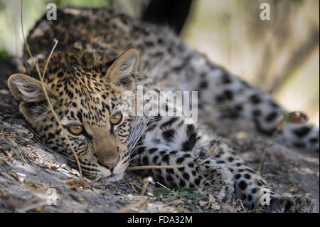 Leopard cub (panthera pardus) resting on foot of termite hill after good meal in Moremi NP (Khwai), Botswana Stock Photo