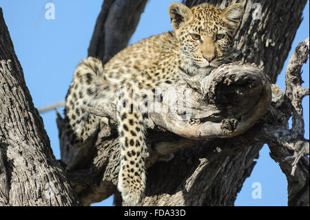 Leopard (panthera pardus) cub in tree against clear blue sky in Moremi National Park (Khwai area), Botswana Stock Photo