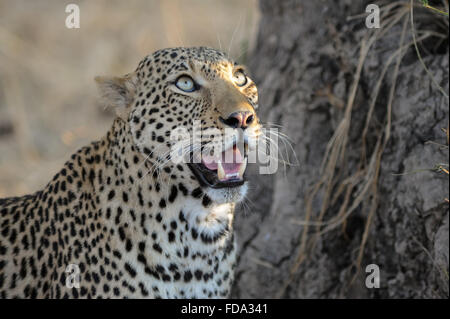 Portrait of a male leopard (panthera pardus) on foot of a big sausage tree in Kruger NP, South Africa Stock Photo