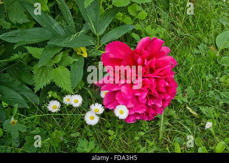 Red peony flowers growing in garden with green grass and white daisies, Sweden in June.