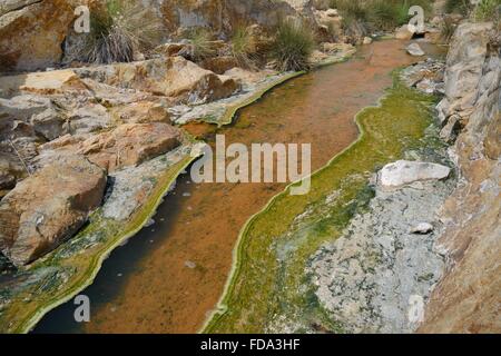 Thermal river, fed with boiling water from hot springs, with colourful growths and scummy crusts of blue-green algae. Stock Photo