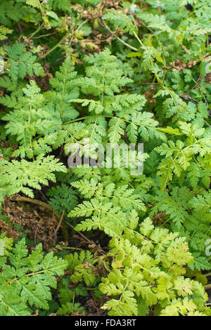 Sweet cicely herbal plant Myrrhis odorata spice herbal plant Stock Photo