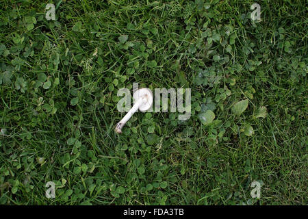 White mushroom in green grass with clover in Sweden in October. Stock Photo