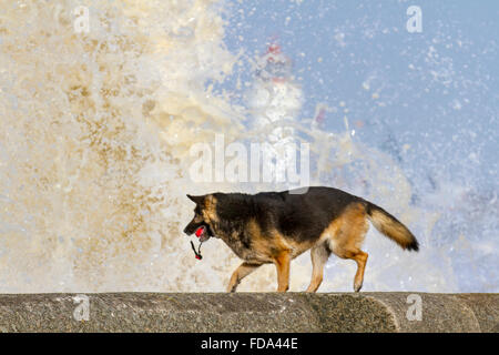 Dog plays on the beach, Rough water at New Brighton, Wirral, UK 29th January, 2016.  UK Weather.  High winds, breaking waves, and high seas at Merseyside being experienced in the Mersey Estuary near the Fort Perch Lighthouse. Stock Photo
