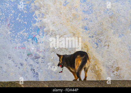 Dog plays on the beach, Rough water at New Brighton, Wirral, UK 29th January, 2016.  UK Weather.  High winds, breaking waves, and high seas at Merseyside being experienced in the Mersey Estuary near the Fort Perch Lighthouse. Stock Photo