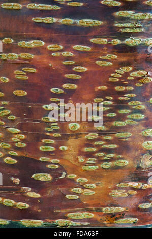 Prunus Rufa, Himalayan cherry tree bark Stock Photo - Alamy