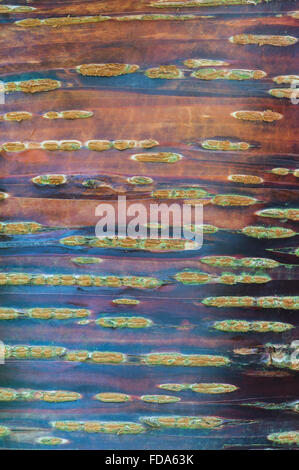 Prunus Rufa, Himalayan cherry tree bark Stock Photo - Alamy