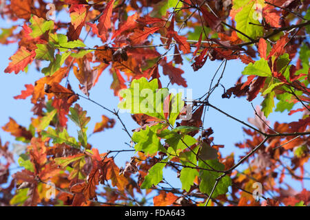 Quercus ellipsoidalis. Northern pin oak leaves in autumn Stock Photo