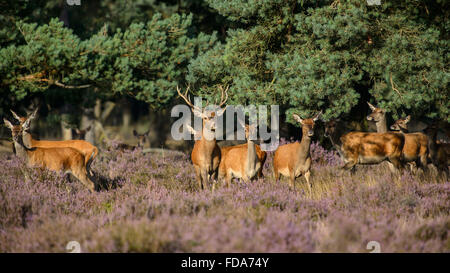 Herd of red deer leaving the woods to feed in field of purple heather Stock Photo