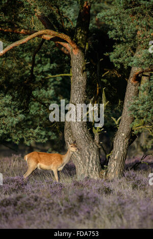 Red deer doe in blooming heather nest to a pine tree Stock Photo