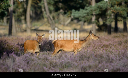 Two red deer does in blooming heather Stock Photo