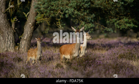 Red deer doe mother with calf and one-year-old daughter, in blooming purple heather Stock Photo