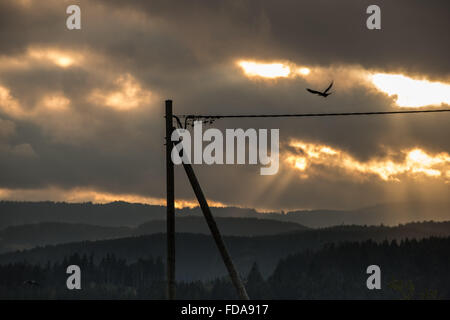 Lenzkirch, Germany, Berg Langschaft im Schwarzwald Stock Photo